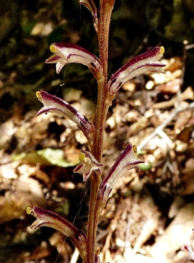 {Epifagus virginiana}